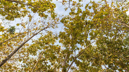 Wall Mural - Teak forests to the environment . Teak leaf on tree low angle view . Forest Teak tree agricultural in plantation teak field plant with green leaf at countryside.