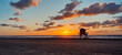little bird flying lonely on the beach, enjoying sunset and blue sky