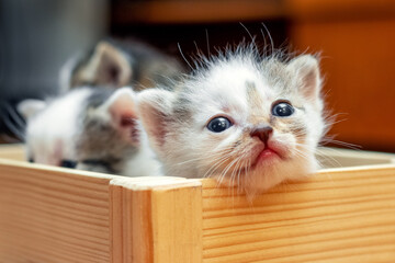 Little cute kittens in a wooden box look funny