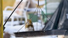 A Red Squirrel Eating Some Corn In The Bird's Feeder Is Startled When A Tufted Titmouse Lands On The Edge Of The Feeder.  Both Are Scared Away.