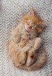 © lavju83 - Cute tabby kitten sleep on white soft blanket. Cats rest napping on bed. Comfortable pets sleep at cozy home. Long web banner.