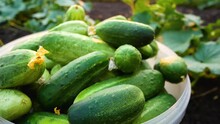 Lots Of Ripe Fresh Large Freshly Picked Cucumbers In A Bucket In The Bed. In The Background Are Cucumber Stems With Flowers On The Ground. Cultivation And Harvesting Of Cucumbers. Vitamin Dinner From