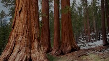Giant Sequoia Trees In The Forest