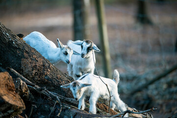 Three baby goats playing on a log pile