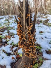 Tree Stump Covered In Bright Orange Bracket Fungus In The Snow