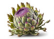 Blooming artichoke isolated on white background. Beautiful blooming artichoke from Britany in France. Illustration, generative AI
