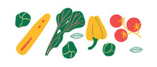 Vector Organic vegetables template. Set of juicy vegetables in cartoon style . Healthy lifestyle, vegetarianism