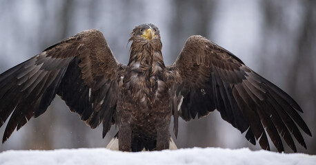 Wall Mural - White-tailed eagle wingspan in winter forest scenery