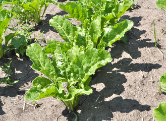 Wall Mural - On the farm field grow sugar beets