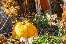 An Autumn Seasonal Display Of Pumpkins, Straw And Corn Stalks On A Sunny Afternoon.