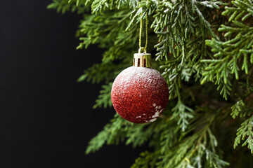 Wall Mural - Snowy red shiny ball hanging on christmas tree on black blur surface with copy space