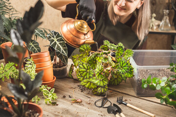 Wall Mural - Gardener watering plants with a metal can