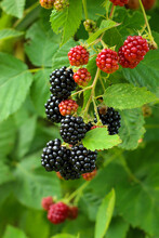 Bunch Of Ripe Blackberry Fruit On Branch With Green Leaves In The Garden. Close-up