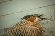 Closeup of Robin building nest on wire light fixture