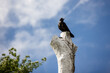 Black crow perched on pale white tree stump