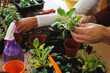 © Wavebreak Media - Cropped hands of biracial young couple planting small plants on table at home