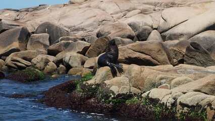 Wall Mural - black sea lion