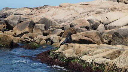 Wall Mural - black sea lion