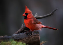 Red Cardinal 