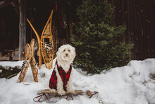 Long Haired Dog Posed On Vintage Sled By Christmas Tree