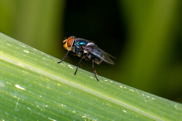 macro photo of insect on plant leaves