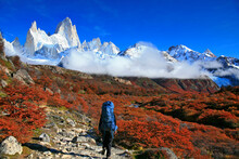Backpacker In Autumn Nire Shrubs In Los Glaciares National Park, Patagonia, Argentina