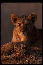 Portrait Of A Lion Cub, Kenya.
