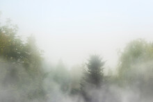 Thick Fog Above Forest Trees