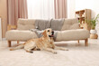 © New Africa - Modern living room interior. Cute Golden Labrador Retriever on floor