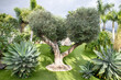 Old olive tree in a big garden surrounded by tropical flora, very neat and trimmed turf and water irrigation pipes helping in the hot weather, healthy landscape with artificial and manmade aesthetics
