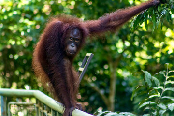 Wall Mural - Orangutan in the Rainforest Discovery Centre Sandakan Borneo