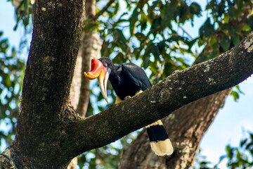 Wall Mural - Rhinoceros Hornbill at the Rainforest Discovery Centre in Sandakan Borneo