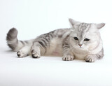 Fototapeta Koty -  cute and lovely cat