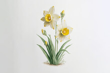 Daffodils, Narcissus Spp - Watercolour (Generative Art)