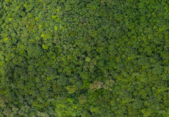 Wall Mural - Top view, Rainforest-fertile forest background