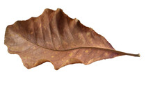Dry Leaves Color Of Autumn Season With Transparent Background