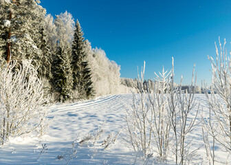 Wall Mural - view of the forest after a blizzard, frost on tree branches, white fields, clear blue sky, sunlight