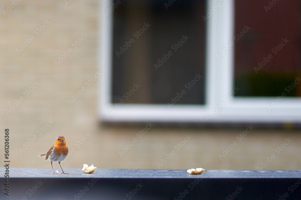 Robin Bird Eating Rice Foto A robin bird (Erithacus rubecula) stands on the table of plastic ...