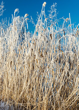 White Frost On Reeds, Beautiful Sunny Winter Day, Texture Of Reeds