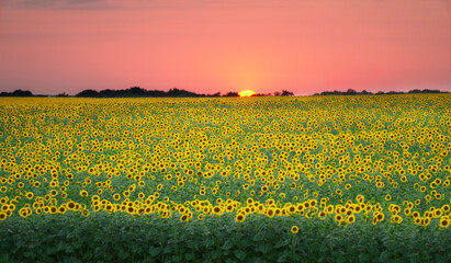 Wall Mural - Field of blooming sunflowers on the sunset