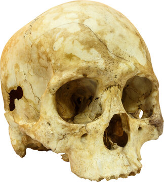 Fototapete - Human skull ( sapiens )