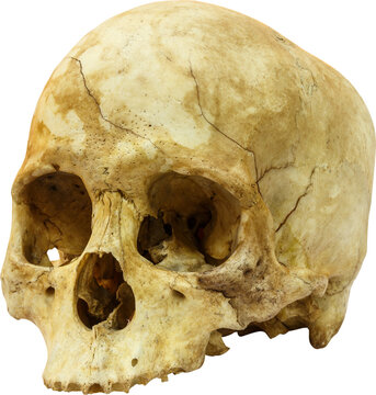 Fototapete - Human skull ( sapiens )