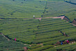 How much tea is planted on the Erjianshan Trail  in Chiayi, Taiwan