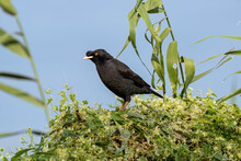 Close Up Of A Crested Myna (Acridotheres Cristatellus) Standing Or Sitting On A Green Bush