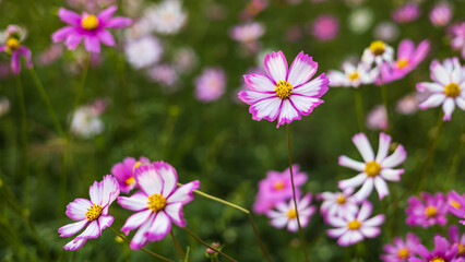 Wall Mural - Many pink, purple and white cosmos flowers blooming beautifully in a park in rural.