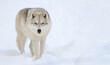 arctic wolf in snow during winter