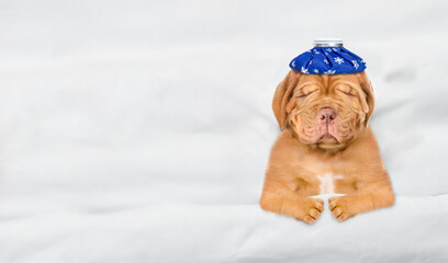 Aufkleber - Unhappy sick mastiff puppy with ice bag or ice pack on it head sleeps on a bed at home. Top down view. Empty space for text