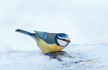 Wall Mural - Pimpelmees, Blue Tit, Cyanistes caeruleus