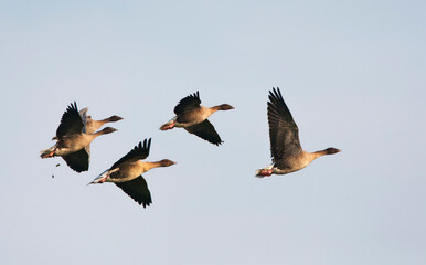 Wall Mural - kleine rietgans, pink-footed goose, anser brachyrhynchos