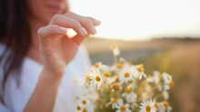 Close Up In Hand Of Girl In White Dress Carries Newly Collected Chamomiles. Young Woman Walking Through Field Next To Country Road. Bouquet Beautiful Wildflowers. Leisure Activity On Outdoor Nature.